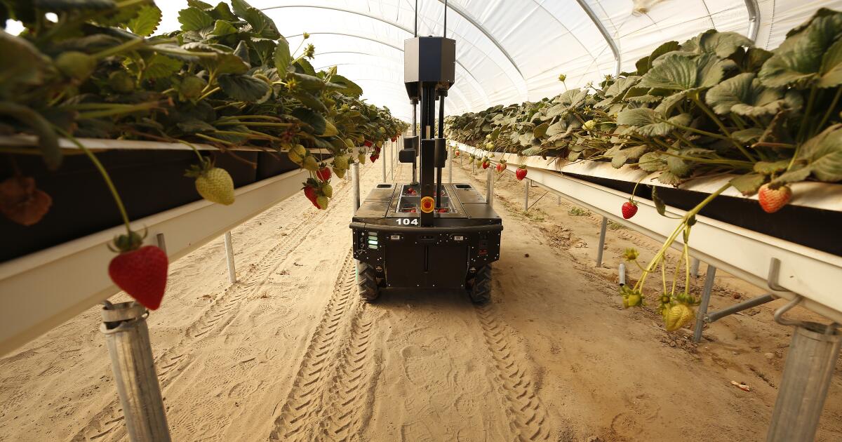 L'effort de Central Valley forme les ouvriers agricoles à maîtriser la technologie remplaçant le travail sur le terrain