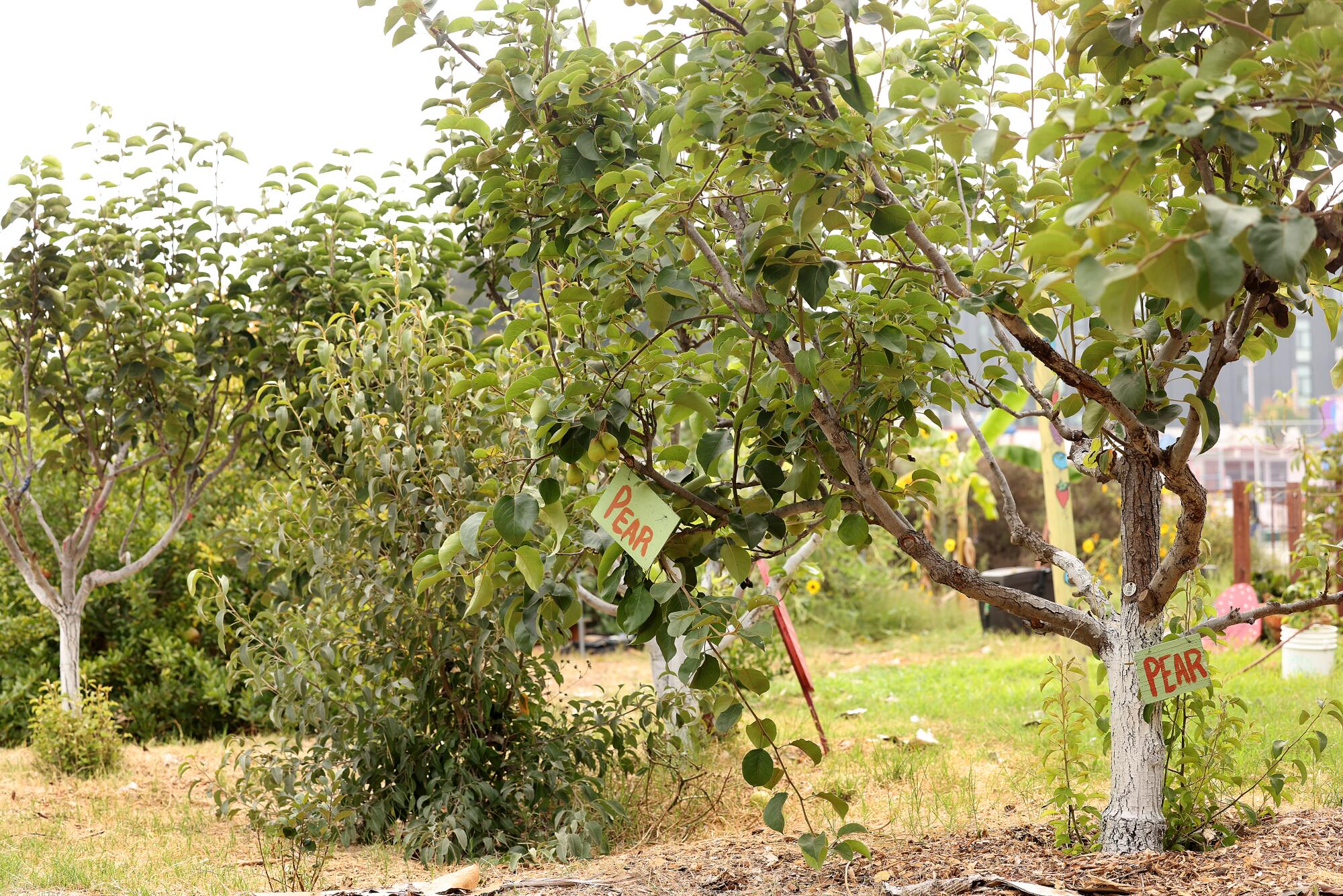 Des panneaux indiquant « Poire » sont accrochés aux arbres.