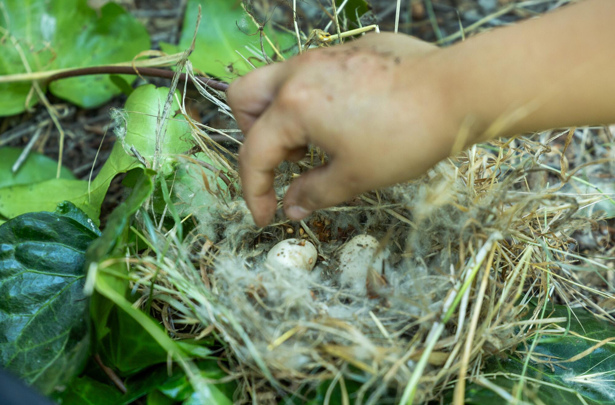Un enfant construit un faux nid d'oiseau.