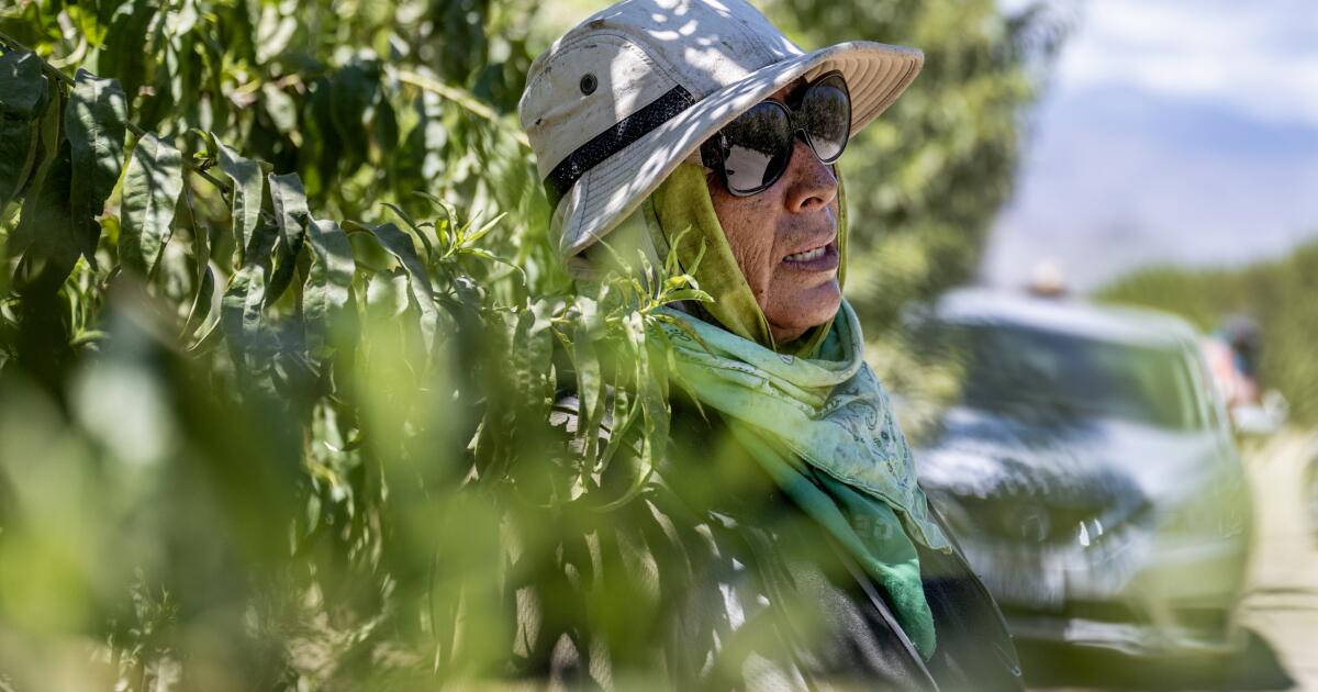 Les législateurs adoptent une approche « créative » pour faire respecter les règles de sécurité contre la chaleur pour les travailleurs agricoles