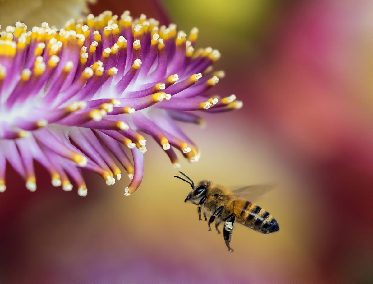 Les Abejas sont en clair déclive mondial