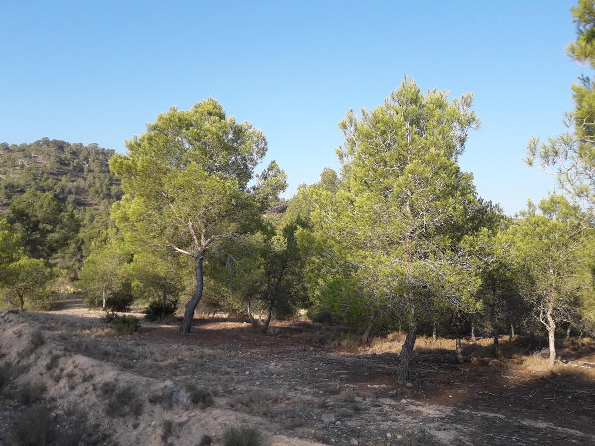 Exemples de pin carrasco