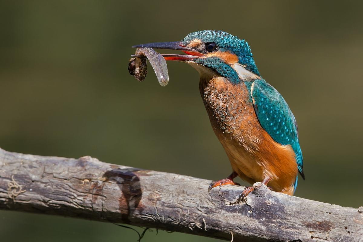 Un Martin Pêcheur, avec sa pression