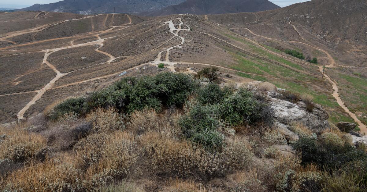 Une ville californienne approuve un projet à proximité du plus vieux chêne du monde