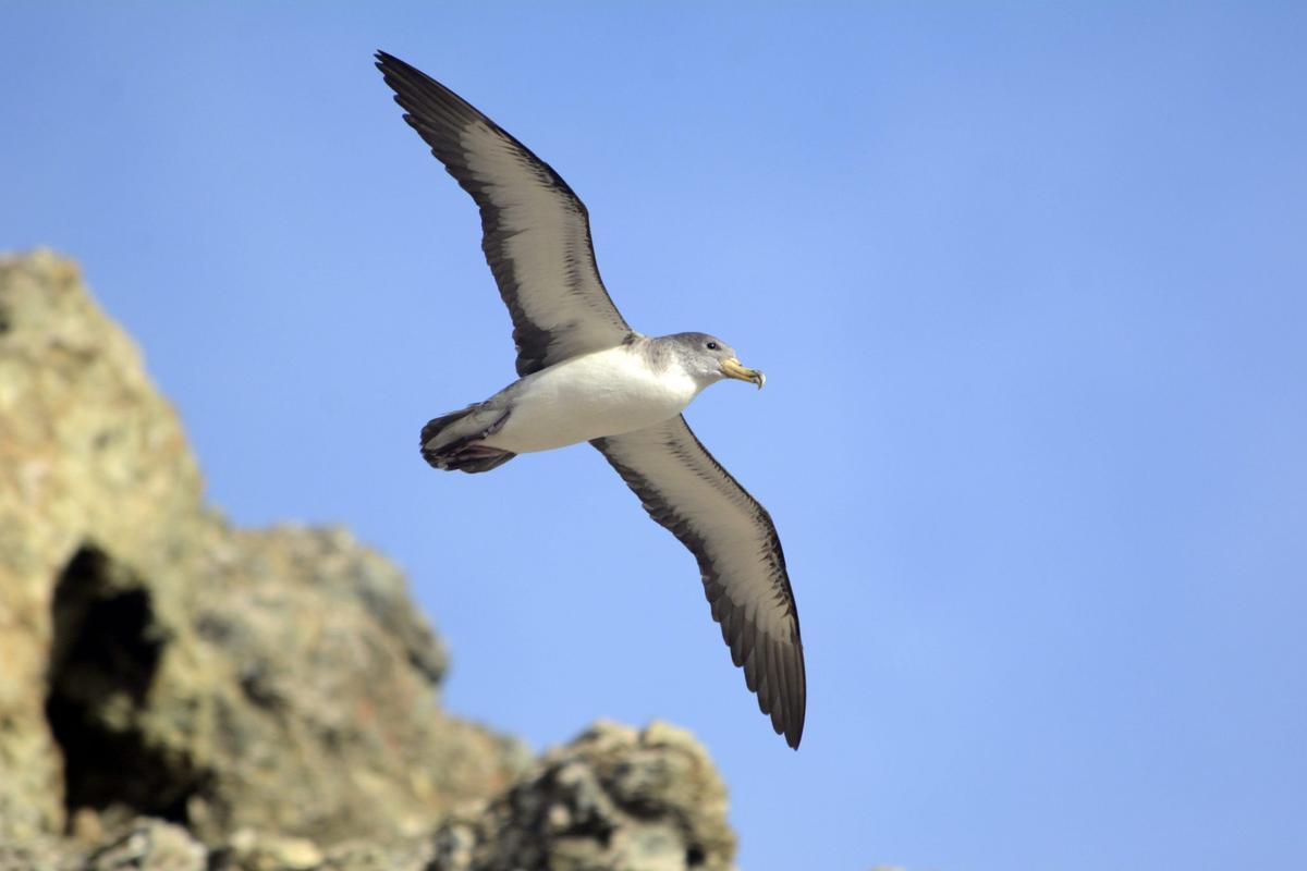 Pardela cenicienta, en vuelo