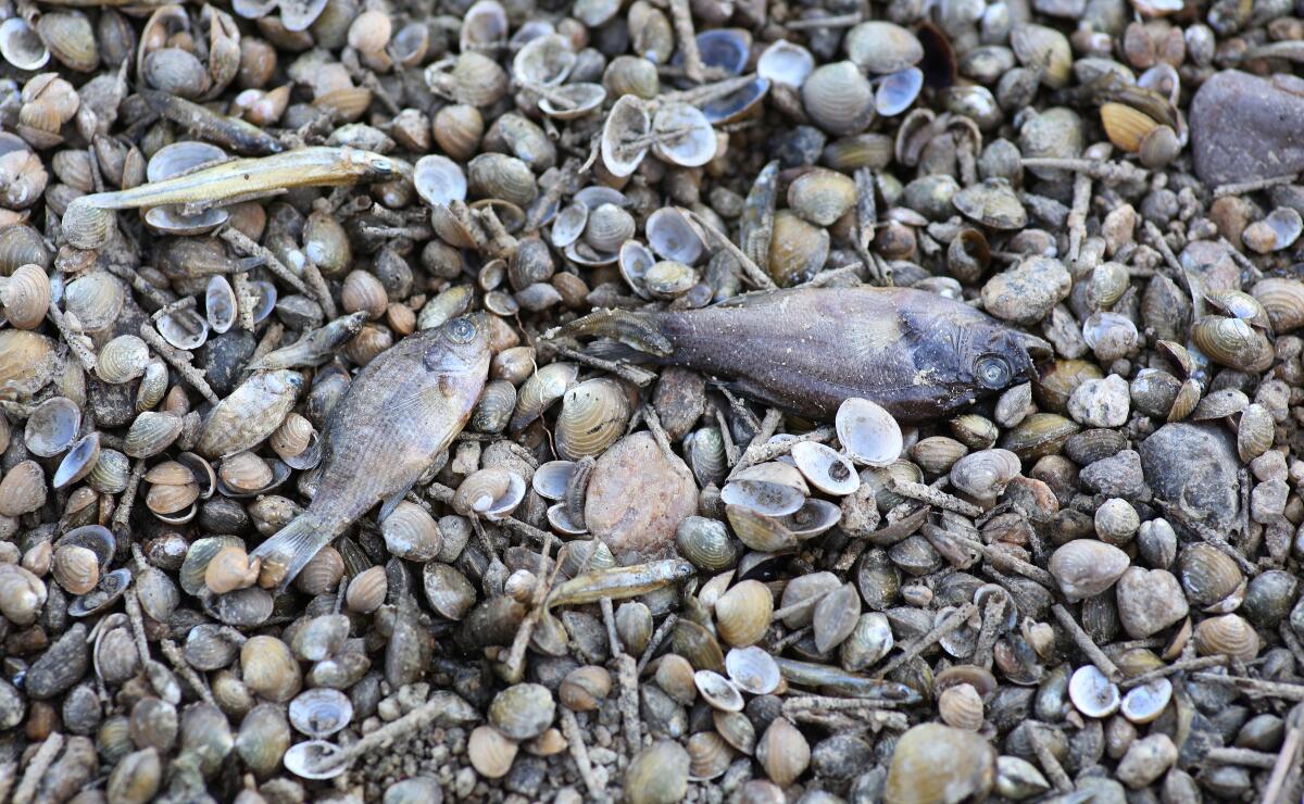Des poissons morts reposent sur le fond sec de la rivière Kern à Bakersfield.