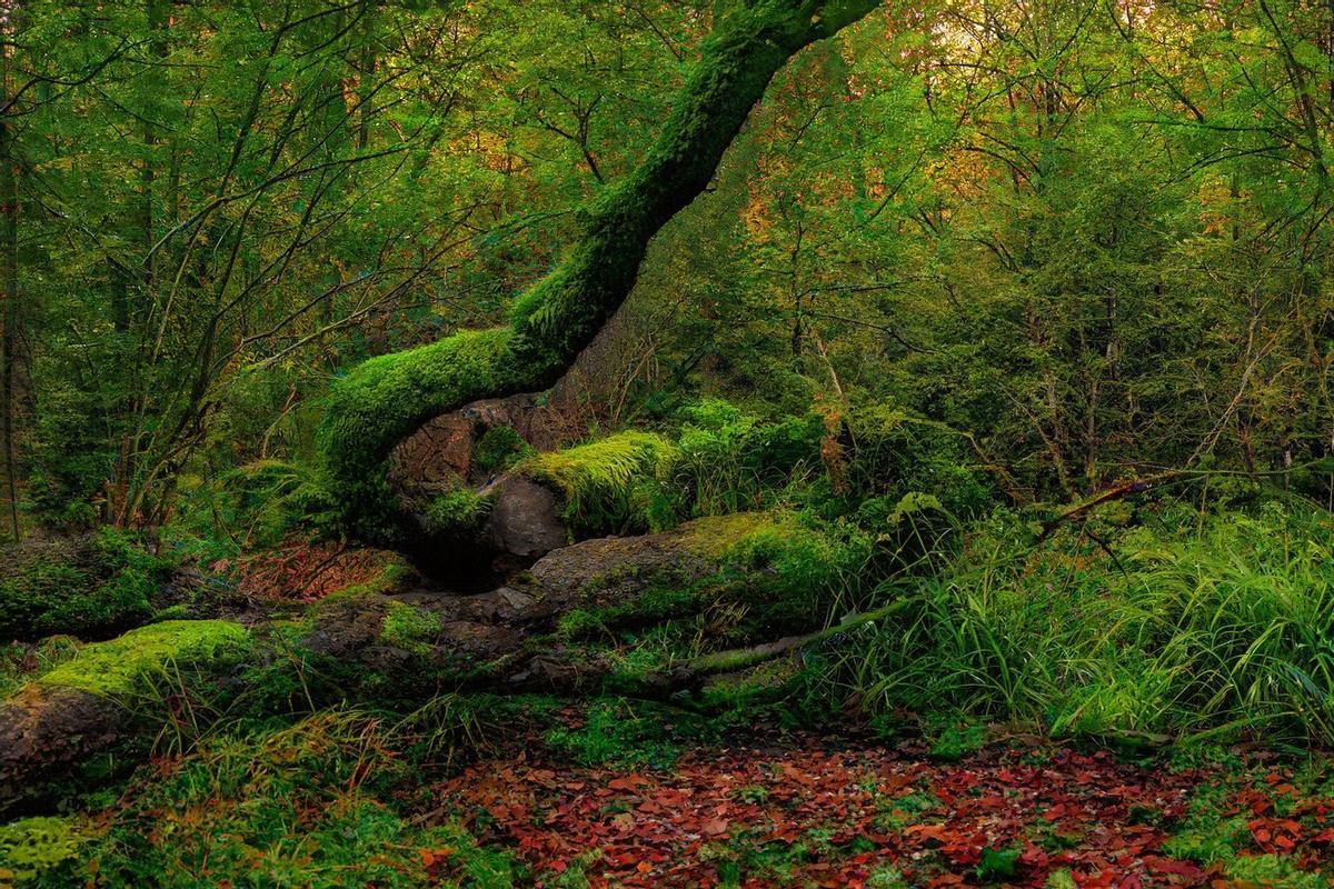 Les plantes terrestres pourraient survivre entre 1 600 et 1 860 millions d'années, le double de celui qui a été pensé aujourd'hui.