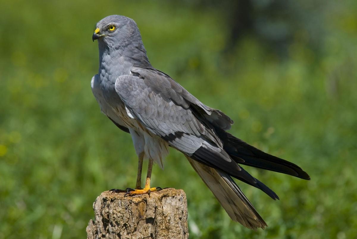 Aguilucho Cenizo.