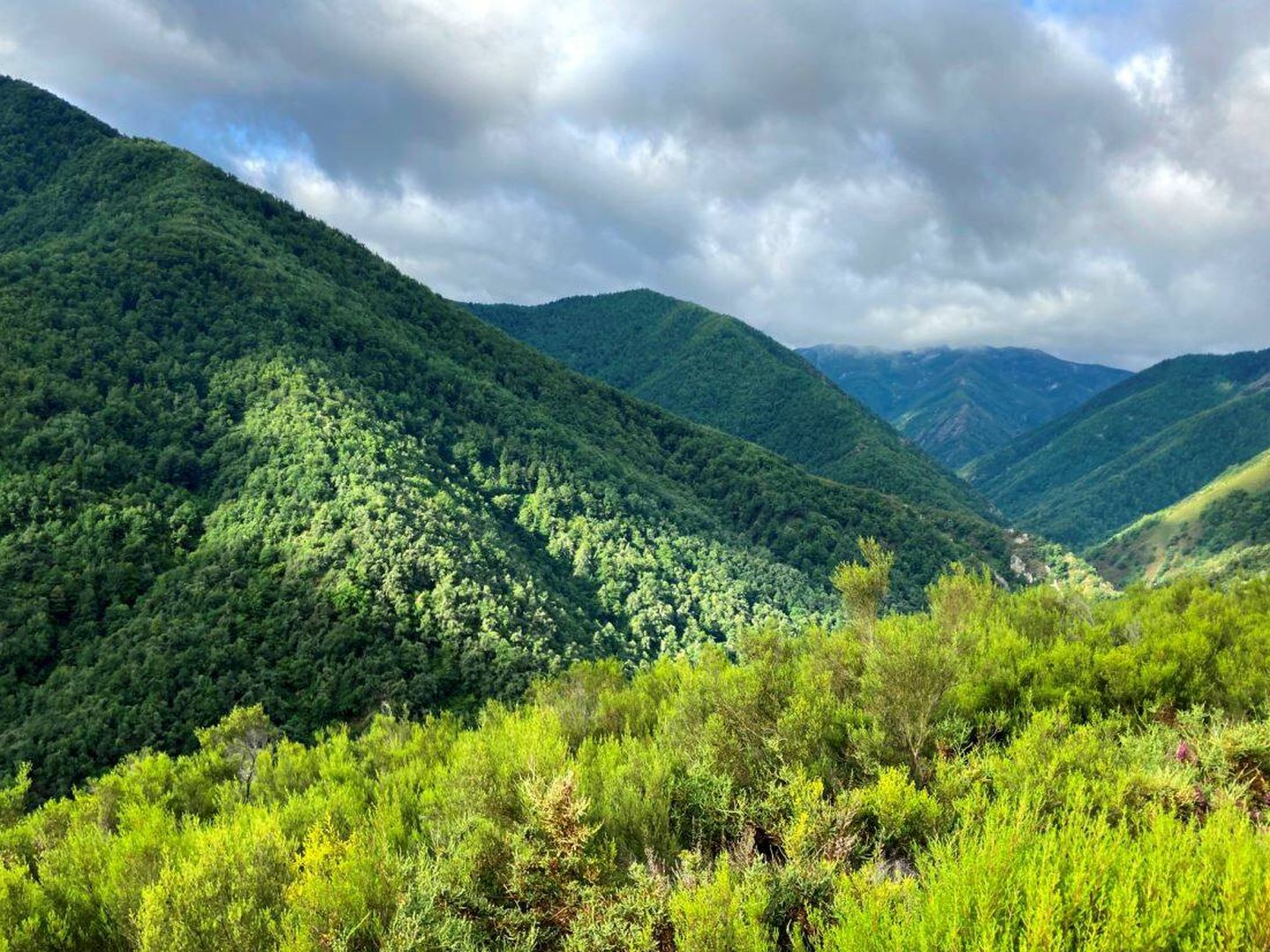 Les forêts ont mieux surmonté la saison sèche grâce à un printemps froid et pluvieux (Jose Luis Gallego)