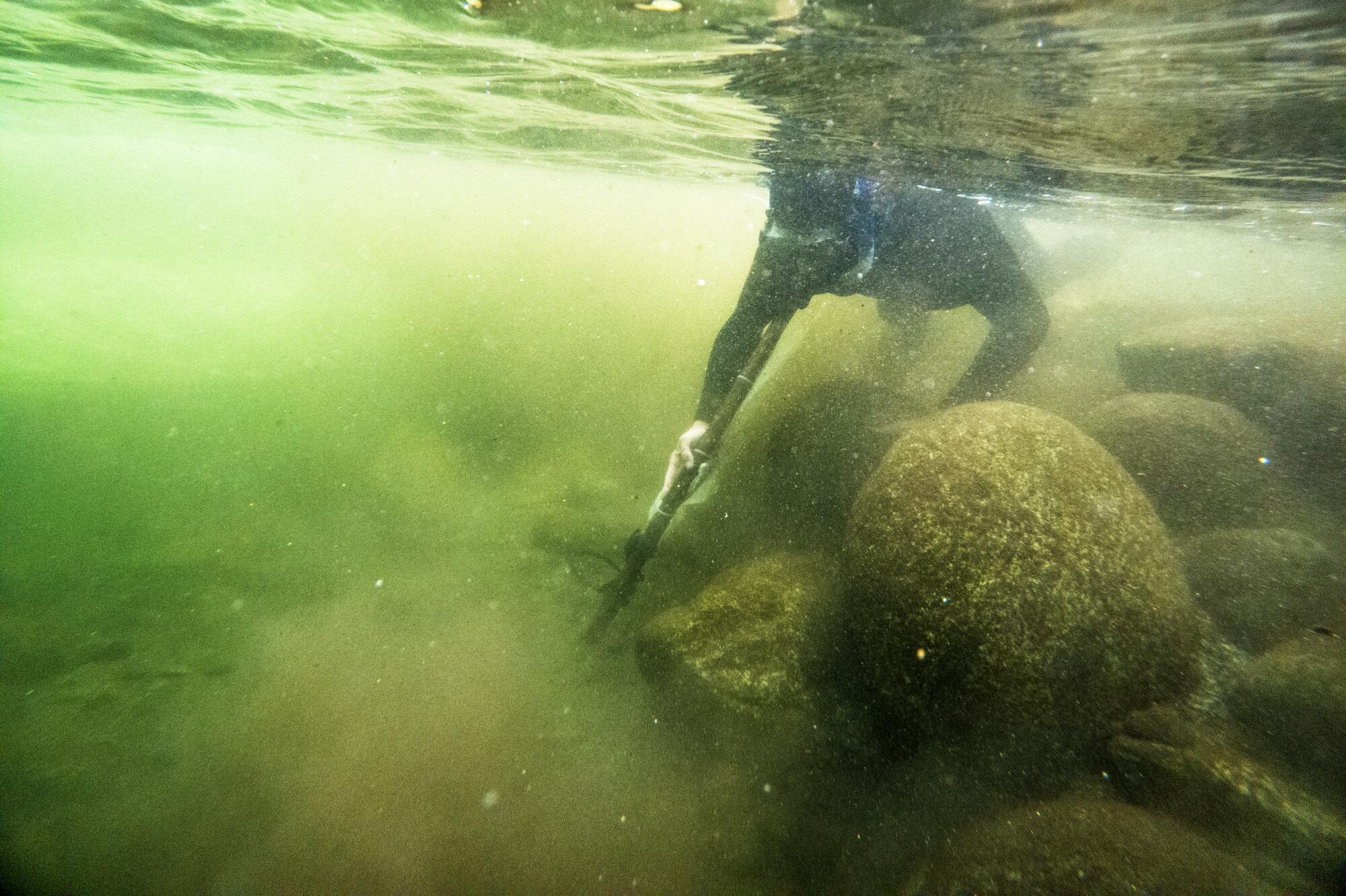 Un membre d'une équipe de la tribu Karuk recherche des saumons juvéniles à attraper avec un filet lors d'une enquête à Wooley Creek. 