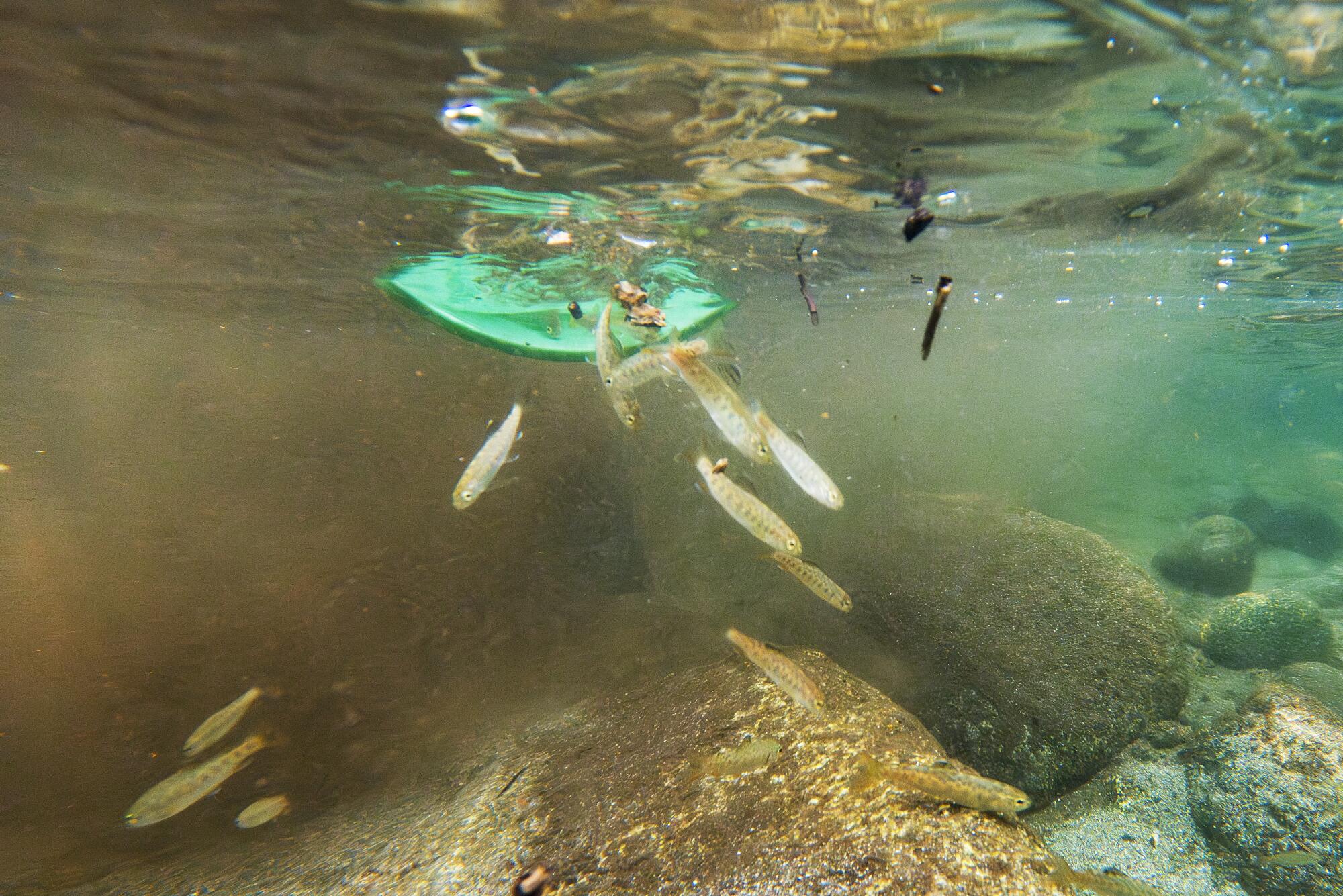Dans une vue sous-marine, des juvéniles de truites arc-en-ciel sont relâchées dans Wooley Creek.