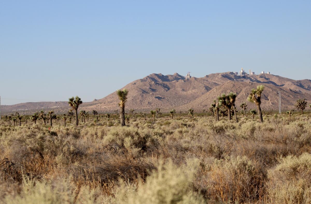 Des dizaines d’arbres de Josué sont représentés dans le paysage du désert de Mojave.