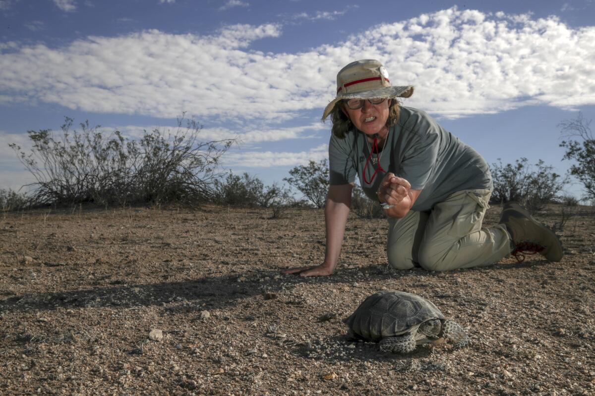 La naturaliste Lisa LaVelle examine une tortue du désert dans la zone naturelle de recherche sur les tortues du désert à California City en 2022.
