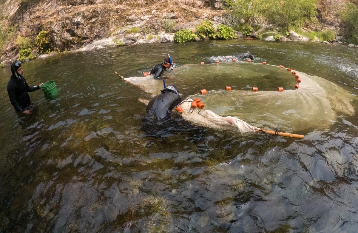 Une équipe de pêche de la tribu Karuk manœuvre un filet pour capturer des juvéniles de saumon chinook, de saumon coho et de truite arc-en-ciel.