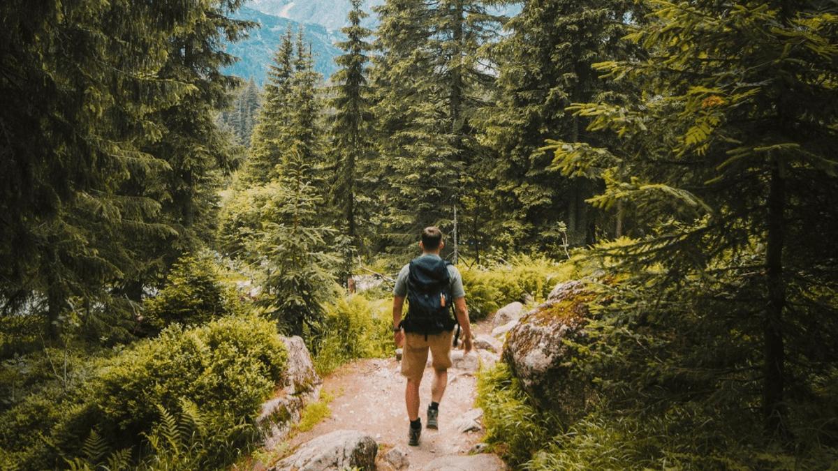 Le contact avec les bois améliore l'état d'esprit