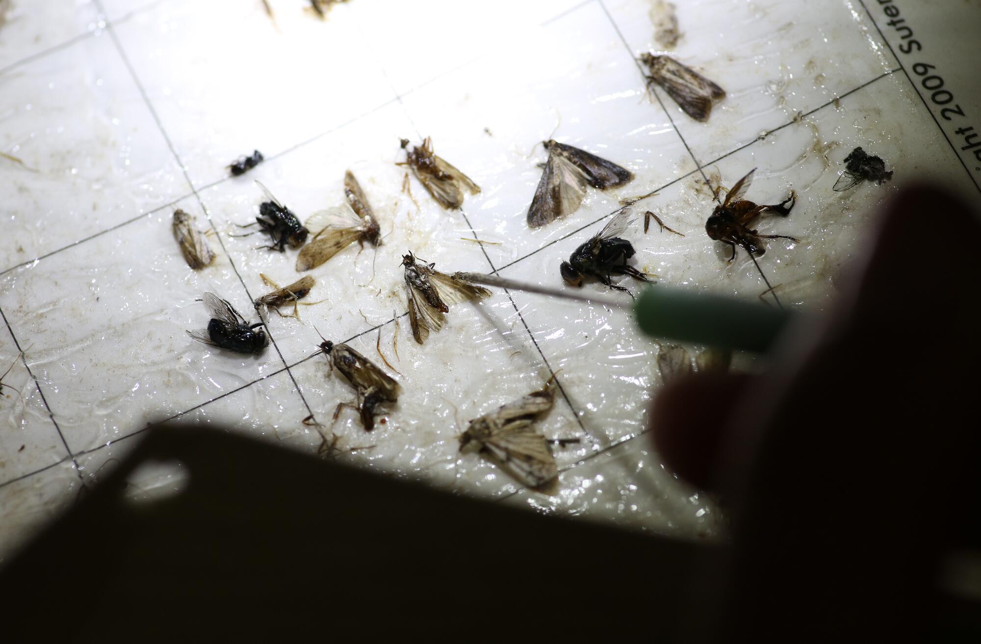 Anisa Bel Guzman compte les papillons de nuit au Centre de recherche et de vulgarisation agricole de Kearney à Parlier, en Californie.