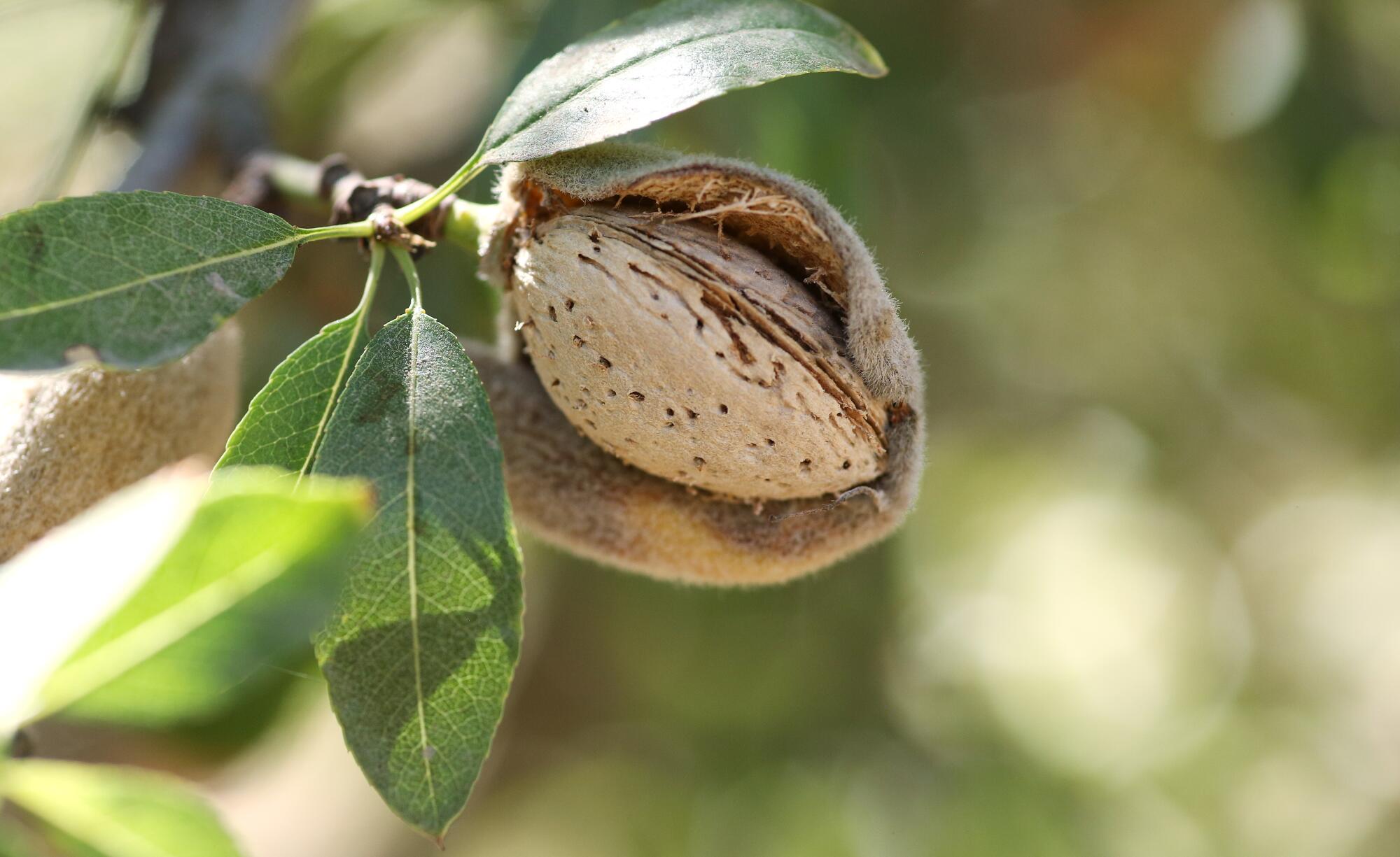 Un gros plan d'une amande poussant sur une branche d'arbre.