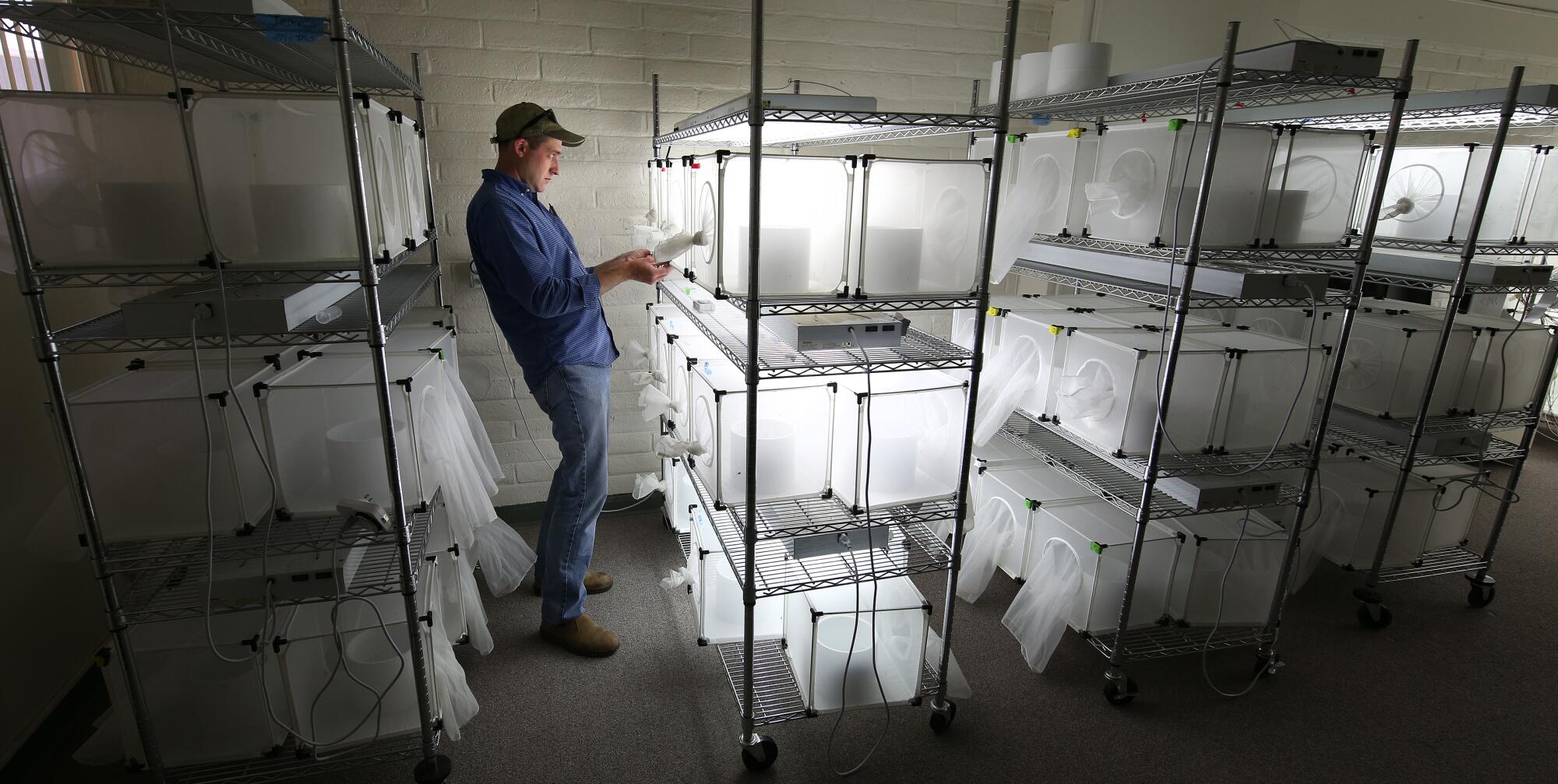 Houston Wilson examine les papillons piégés au centre de recherche et de vulgarisation agricole de Kearney à Parlier, en Californie.