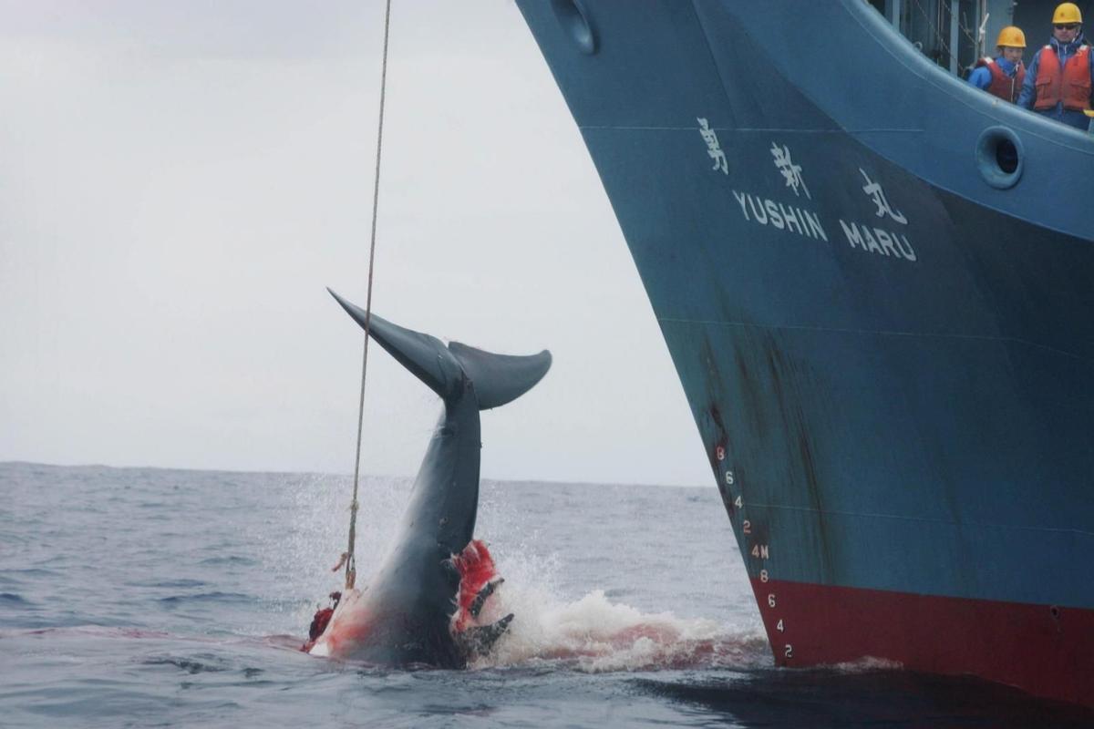 Le Japon est l'un des pays que caza ballenas