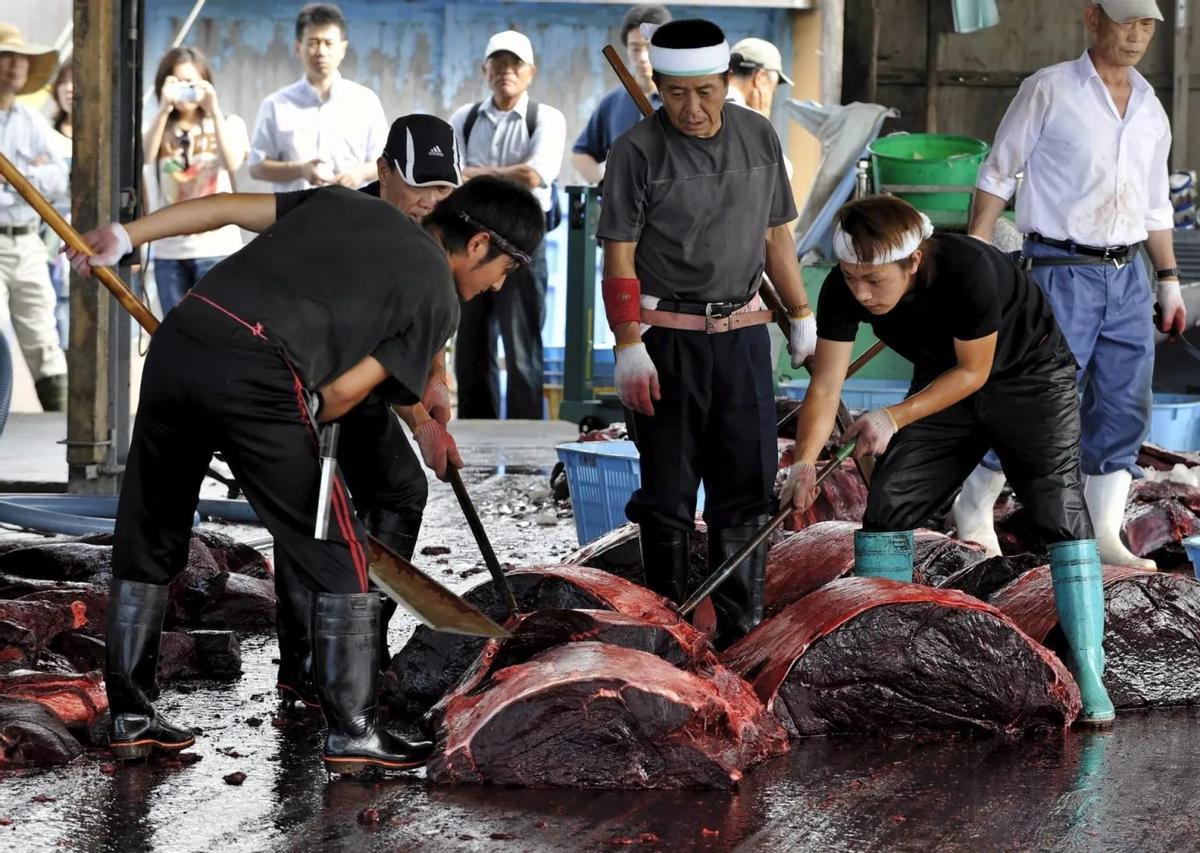 Les pêcheurs japonais pêchent en grandes quantités la viande d'un exemple de zifio de Baird (Berardius bairdii), au port de Wada, Japon.