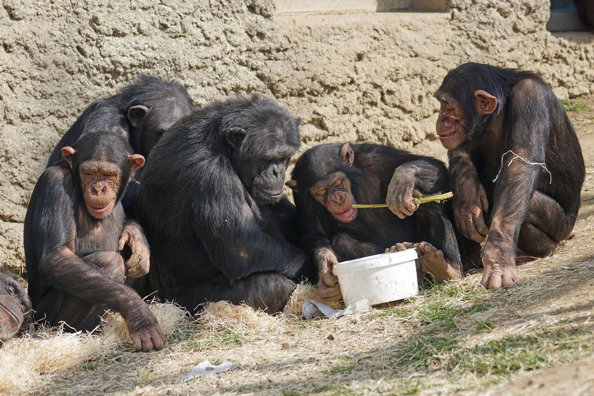 Un groupe de chimpancés.