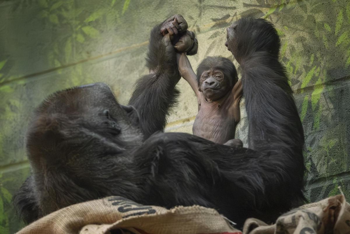 Un gorille soutient votre bébé.
