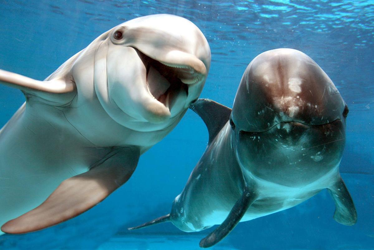 Delfines tucuxi.