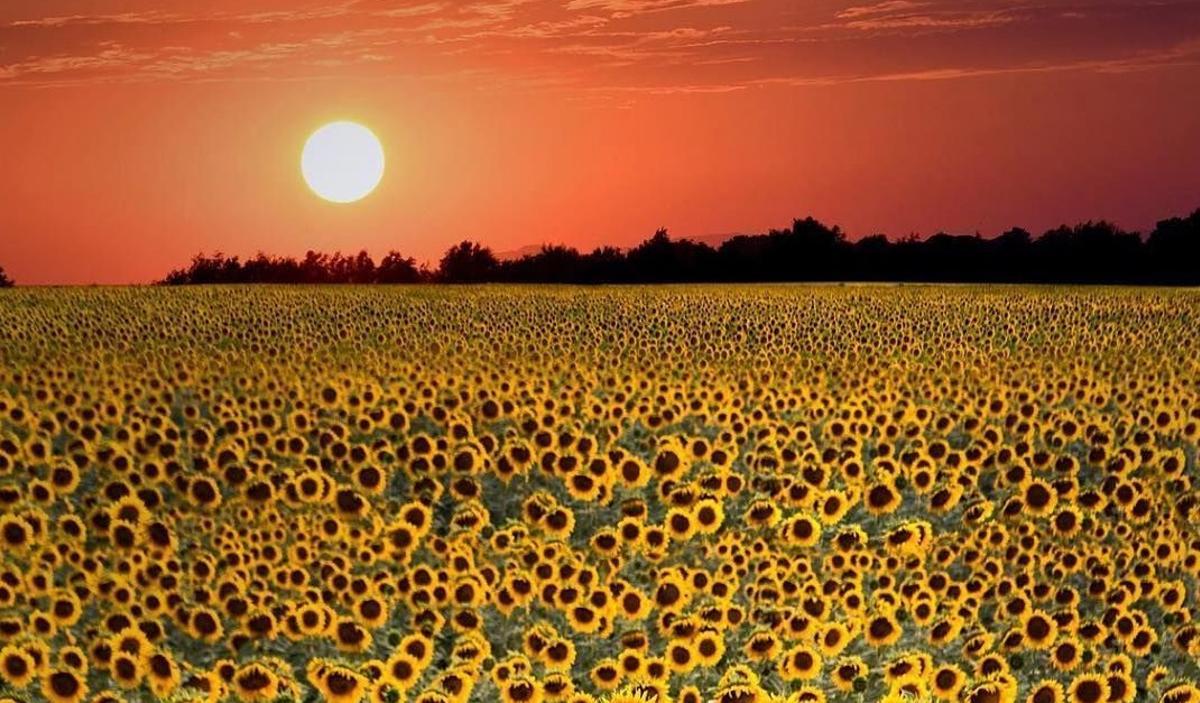 El heliotropismo lleva a mirar siempre al Sol