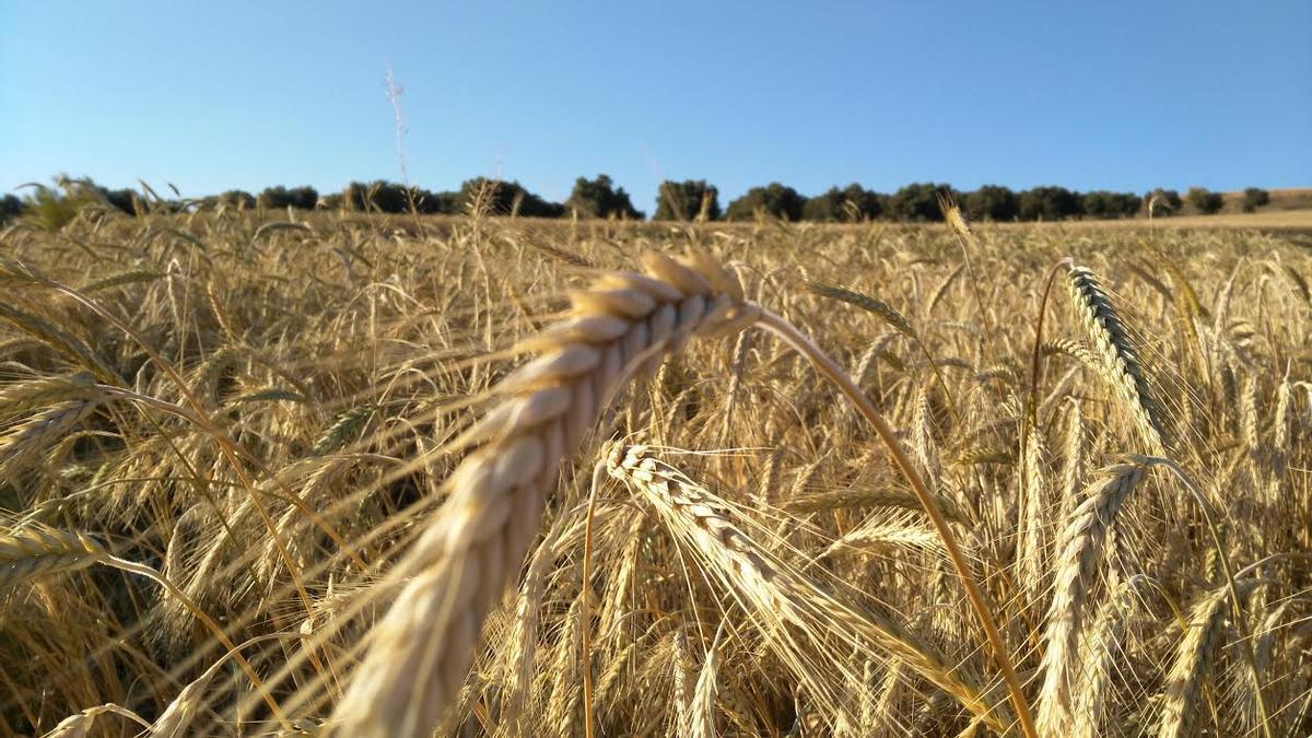 Il faut faire une meilleure gestion des cultures pour éviter le désastre
