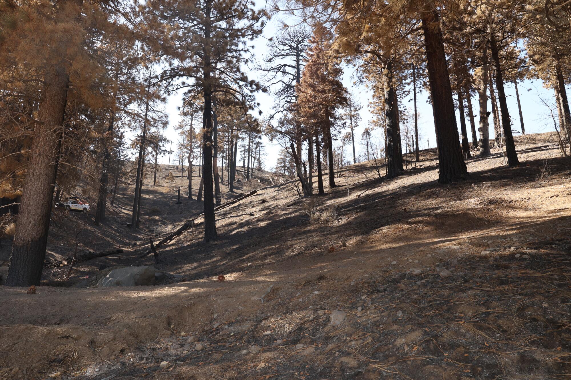 Les arbres brûlés par l'incendie du pont parsèment le paysage de Wrightwood.