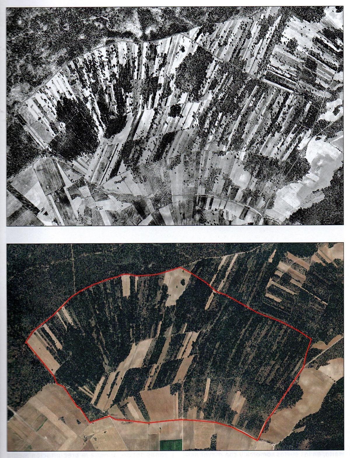 Comparación entre el arbolado existe en 1977 y 2017 en la misma zona