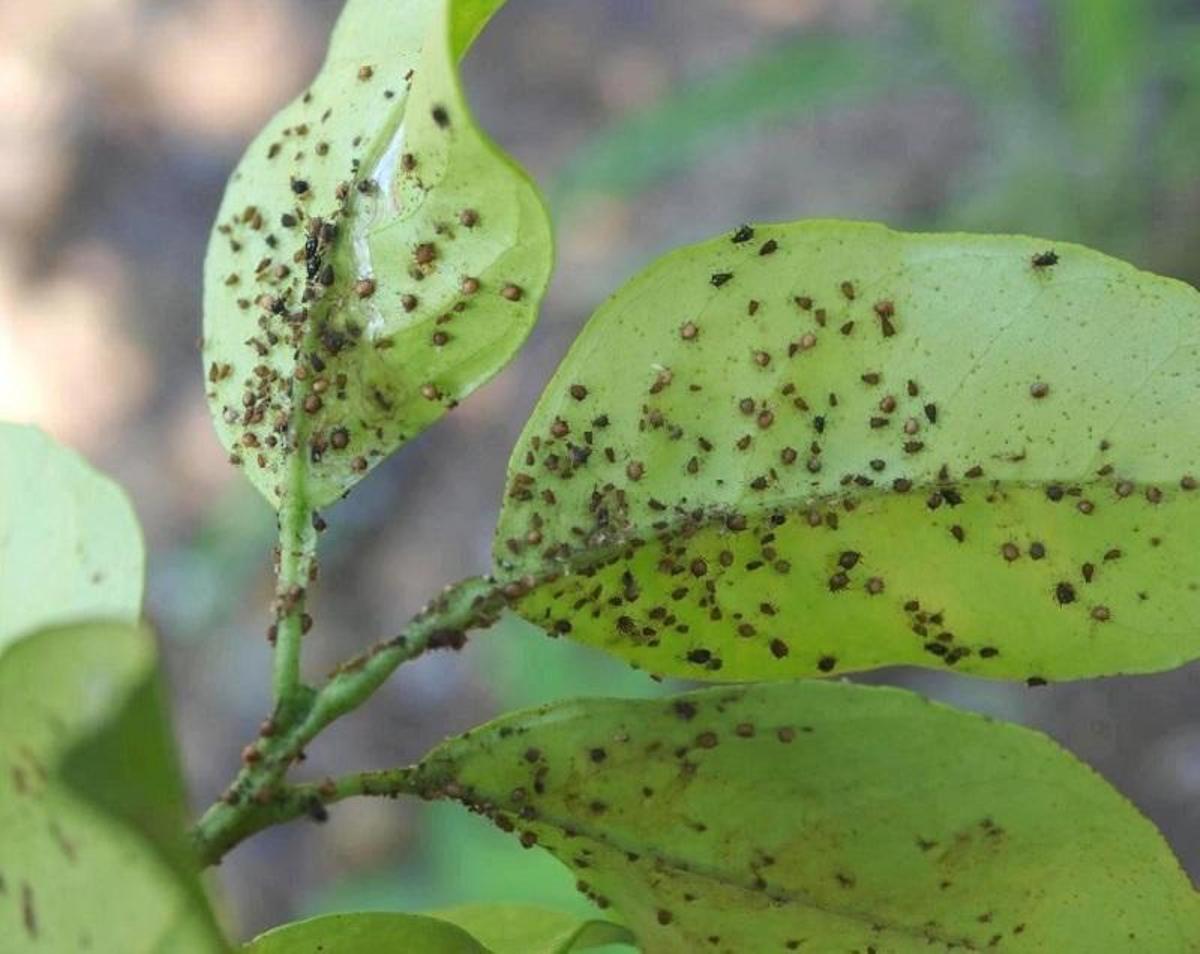Végétal affecté par une plaga
