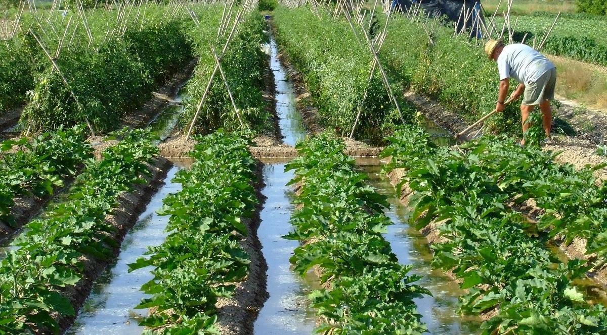 L’agriculture face à une révolution verte