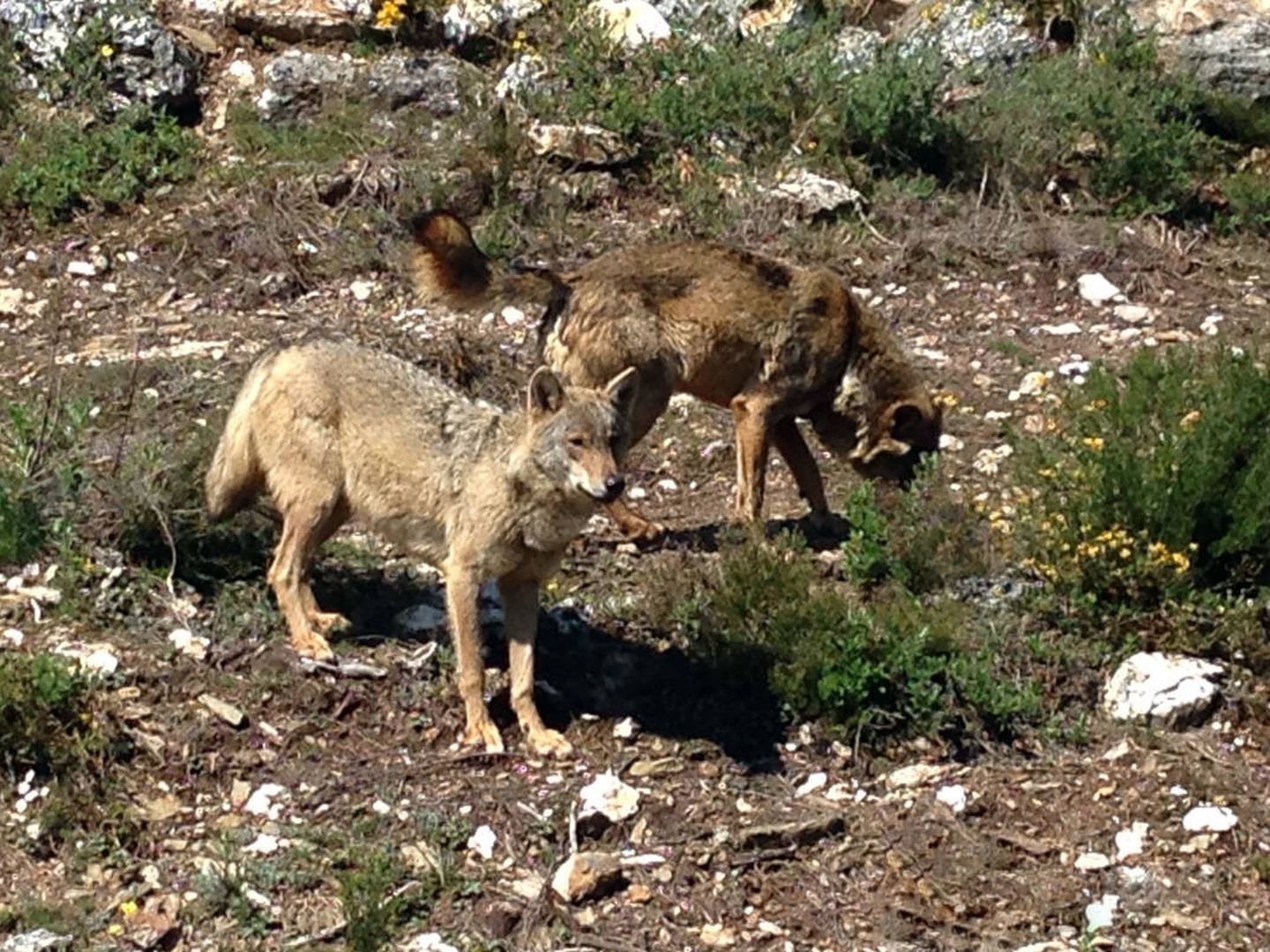Spécimens de loups ibériques. (José Luis Gallego)