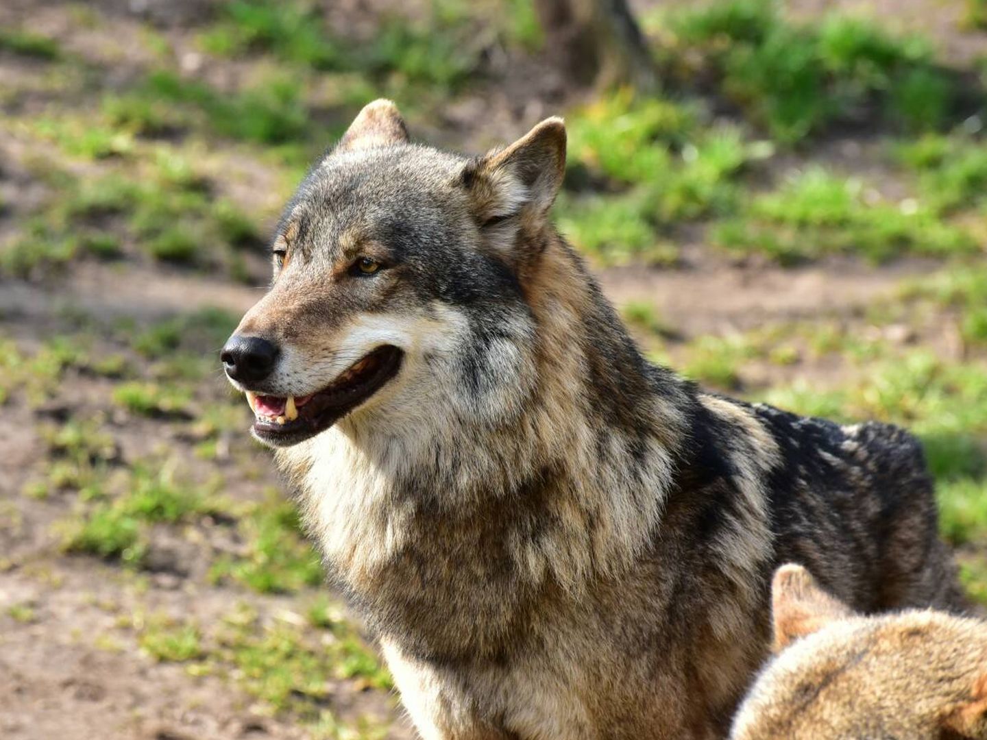Spécimen de chien-loup tchécoslovaque (PLC). (PxIci)