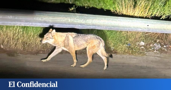 C'est la grande menace pour le loup ibérique et pour les populations rurales