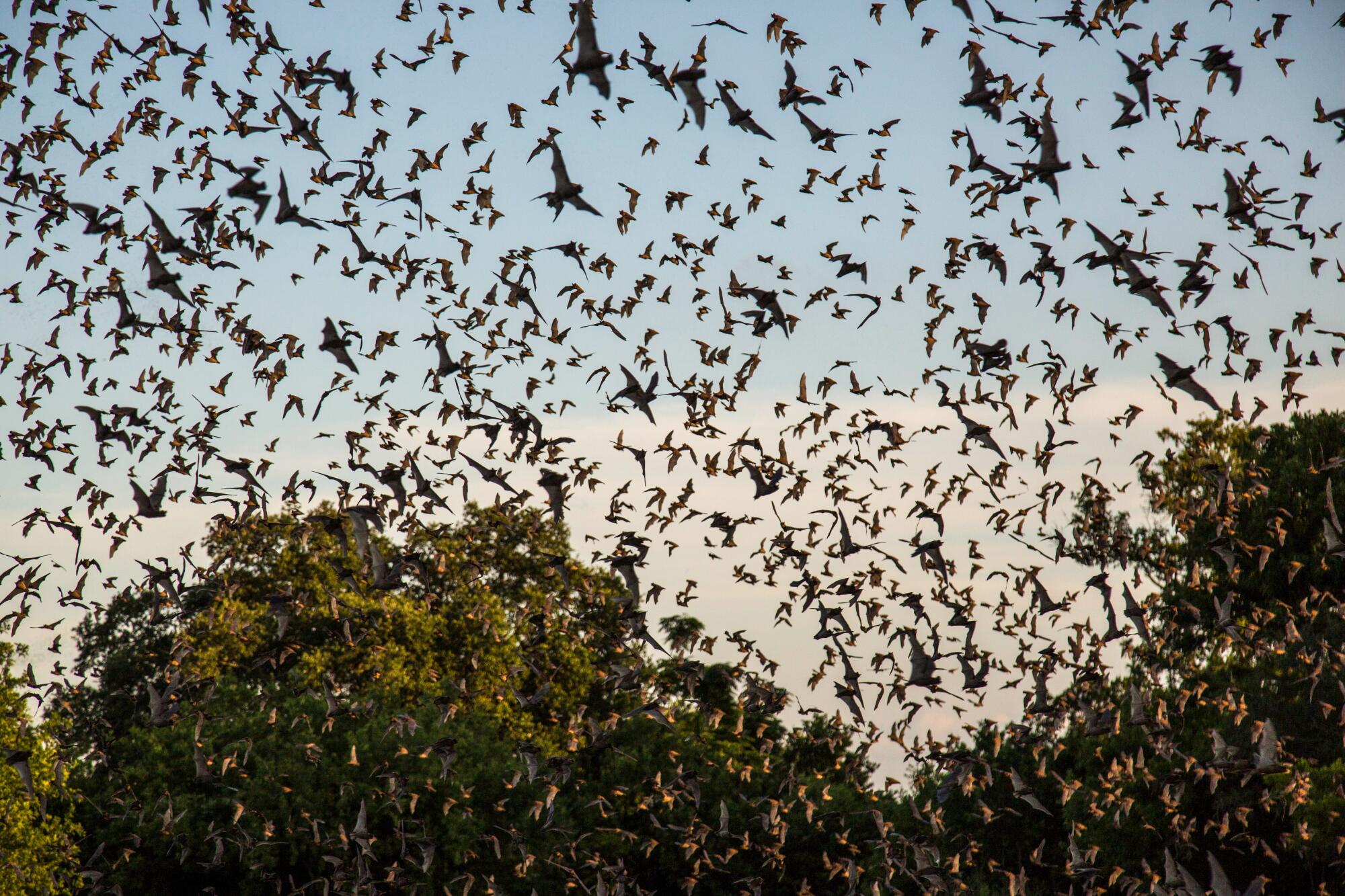 Des chauves-souris mexicaines à queue libre remplissent le ciel de San Antonio.