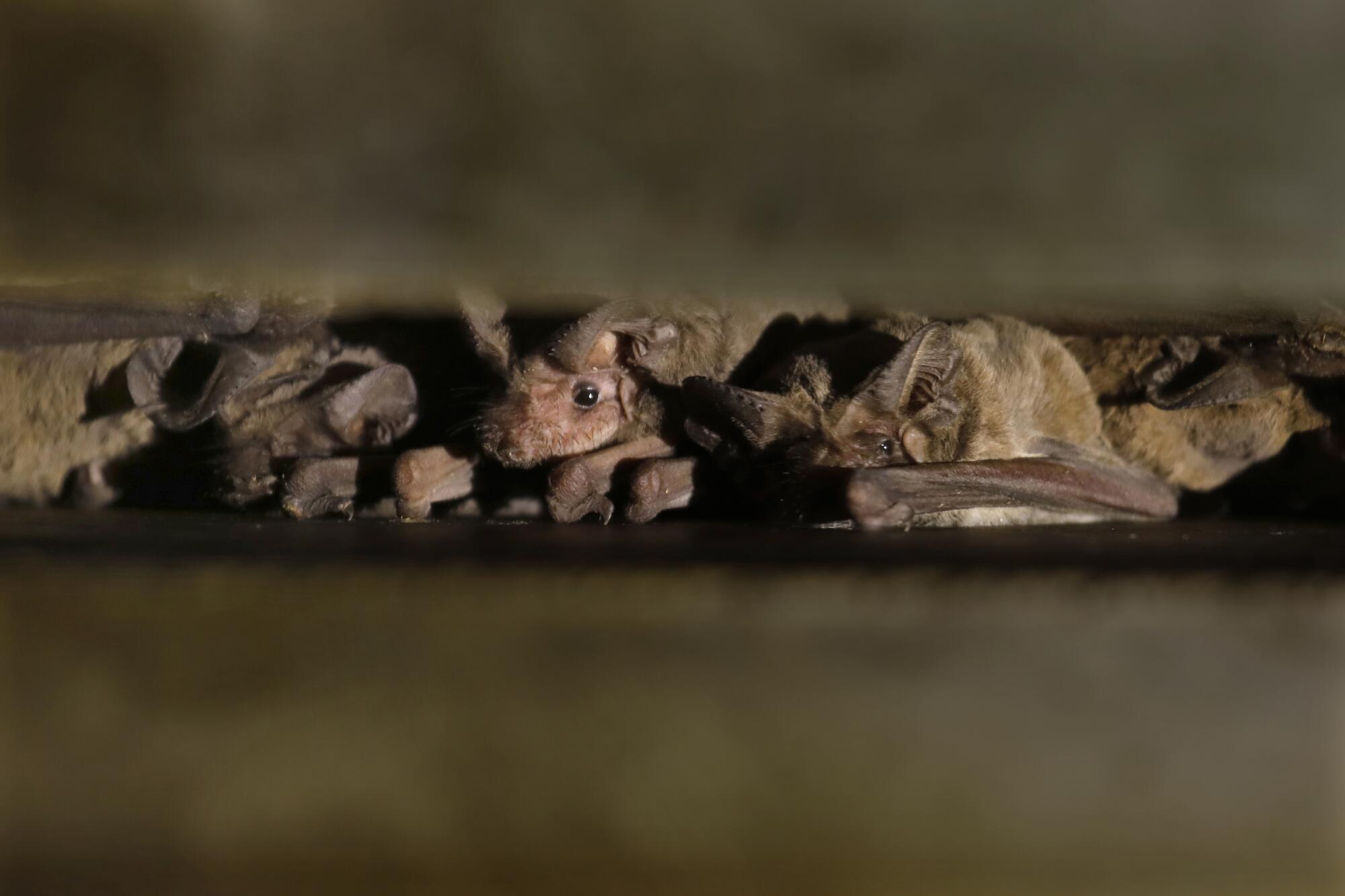 Une colonie de chauves-souris mexicaines à queue libre vivant sous la réserve faunique de Yolo Bypass.