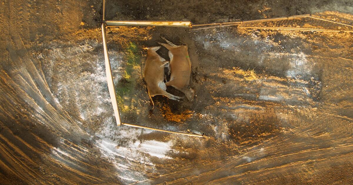 Alors que les épidémies de grippe aviaire augmentent, des tas de bovins morts sont observés dans la vallée centrale
