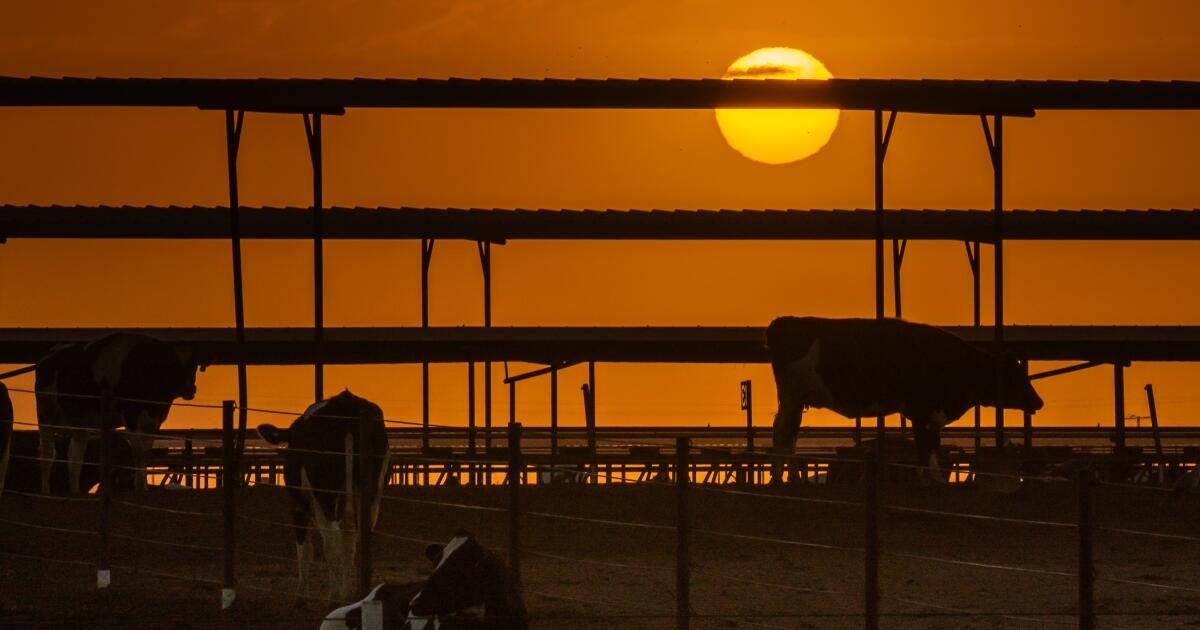 Comment la grippe aviaire H5N1 est-elle entrée dans les fermes laitières de Californie ?