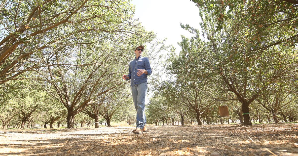 Comment les producteurs d’amandes combattent un papillon de nuit embêtant sans pesticides