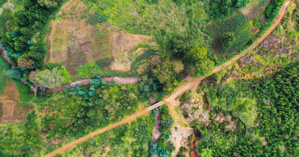 Des « routes fantômes » détruisent une ancienne forêt tropicale