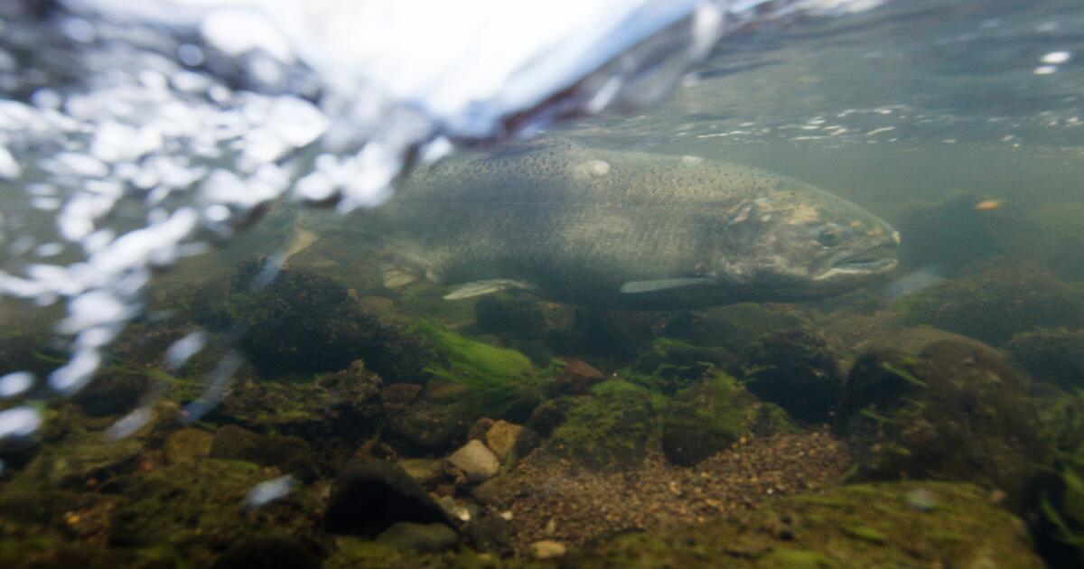 Des saumons de la rivière Klamath repérés loin en amont dans l'Oregon après la suppression du barrage