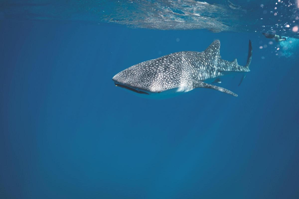 Imagen de archivo de un tiburón ballena.