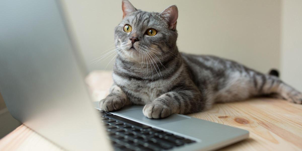 Un gato doméstico frente a una pantalla de ordenador