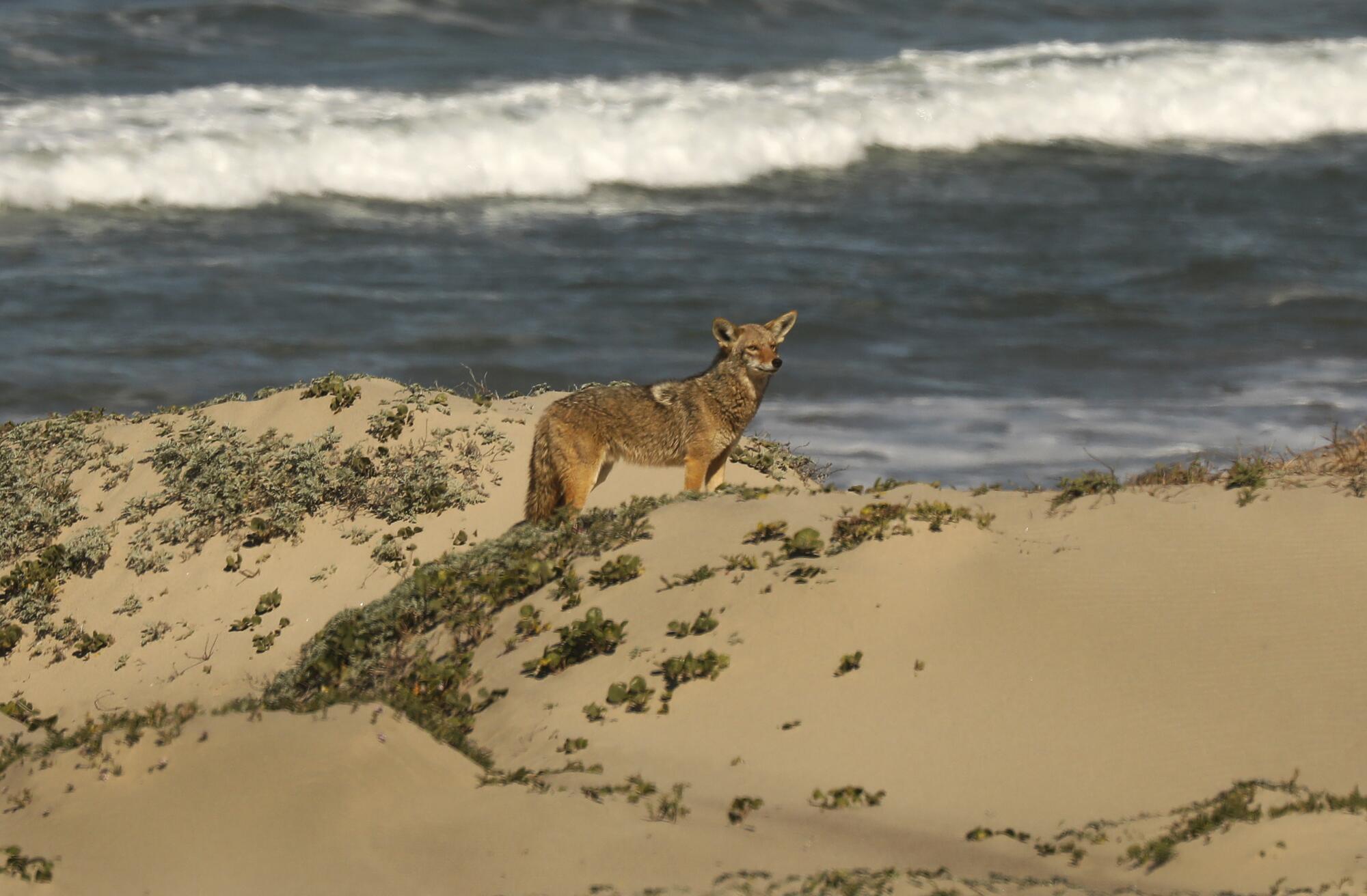 Un coyote marche sur des dunes de sable près de l'océan.
