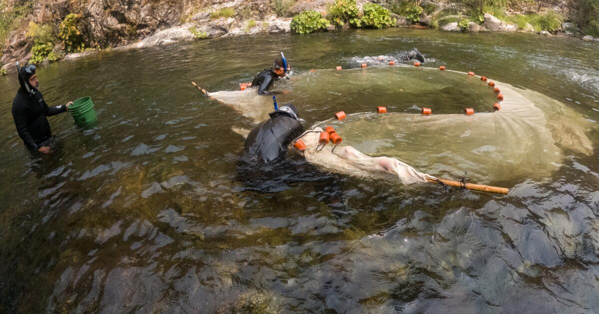 La suppression du barrage de la rivière Klamath redonne de l'espoir au saumon menacé