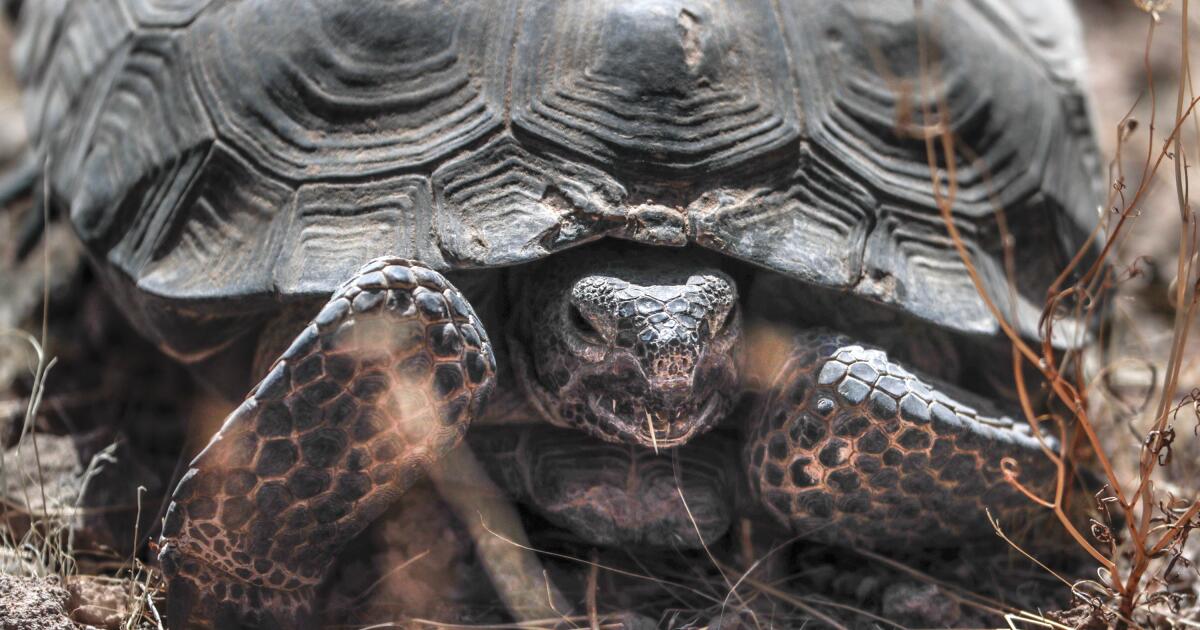 Le juge rejette le plan hors route de Mojave pour ne pas avoir protégé une tortue en péril