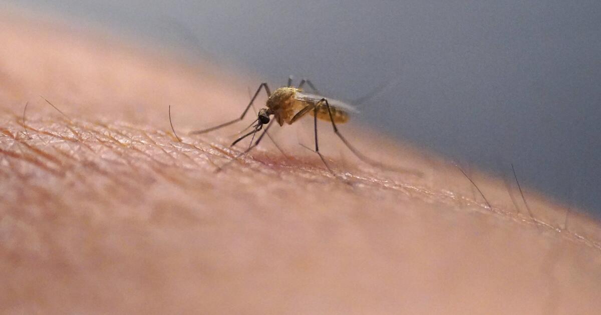 Le virus transmis par les moustiques se propage à des niveaux « sans précédent » à Los Angeles