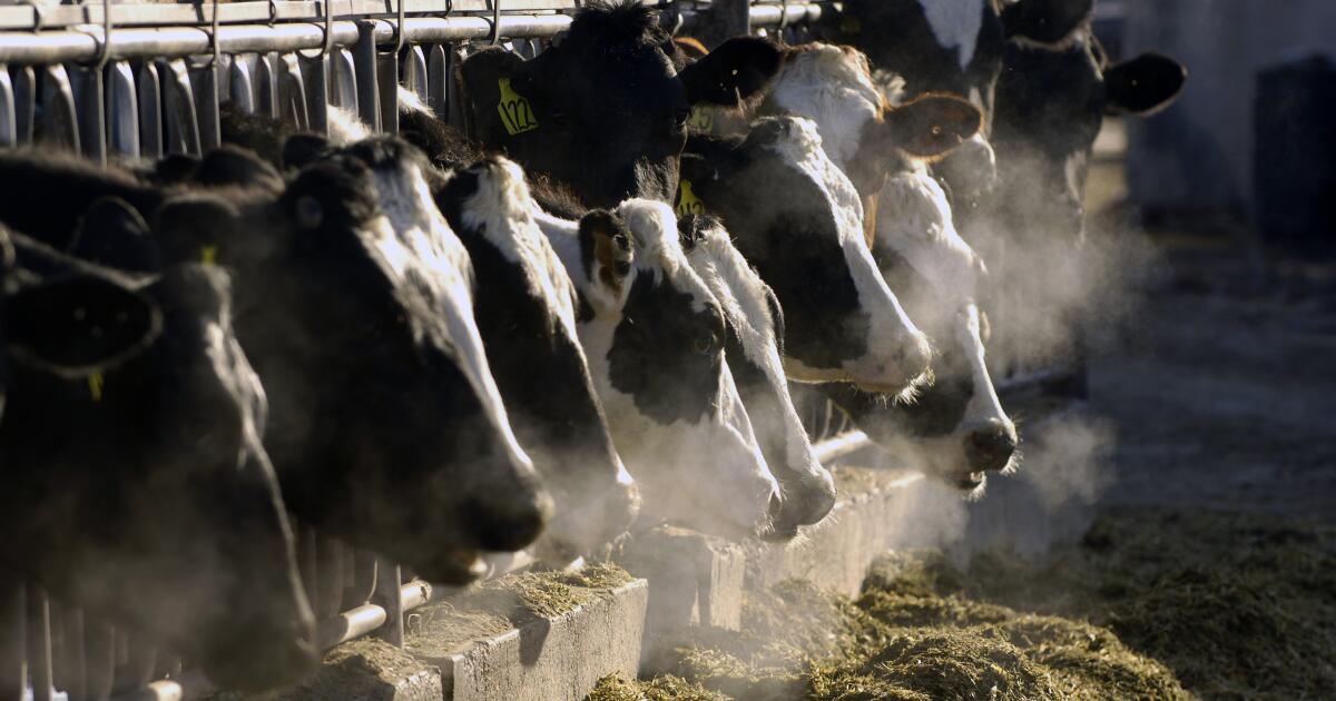 Les décès dus à la grippe aviaire augmentent parmi les vaches laitières de Californie